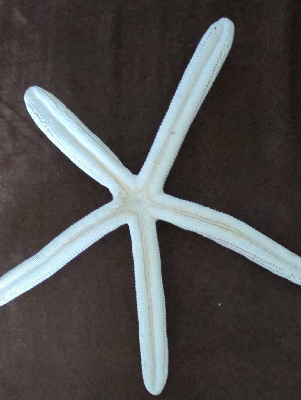 Real Decorative White Two Starfish and Sand Dollar And Sea Biscuit! - Picture 11 of 12